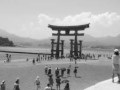 「 世界遺産・厳島神社 干潮の大鳥居」